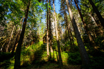 Las drzewa przyroda natura czechy skalne miasto adrspach © Dariusz