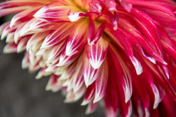 lush garden Dahlia flower close up