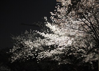 Cherry Blossom