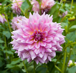 Obraz premium The dahlia (name, Kidd‘s Climax) in the dahlia garden Baden Baden near the lichtentaler alley. Baden Baden, Baden Württemberg, Germany