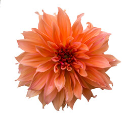 The dahlia (name, Babylon Brons) in the dahlia garden Baden Baden near the lichtentaler alley....
