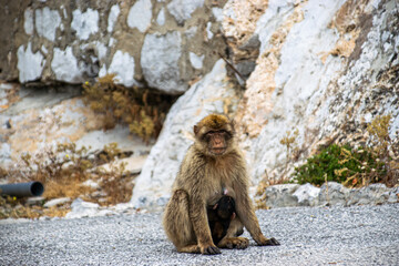Photo of a female macaque in Gibraltar cuddling her baby. Wild and free monkey in the rock