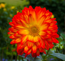 The dahlia (name, Hapet Vulcano) in the dahlia garden Baden Baden near the lichtentaler alley. Baden Baden, Baden Württemberg, Germany
