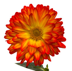 The dahlia (name, Hapet Vulcano) in the dahlia garden Baden Baden near the lichtentaler alley. Baden Baden, Baden Württemberg, Germany