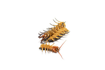 Centipede isolated on white background