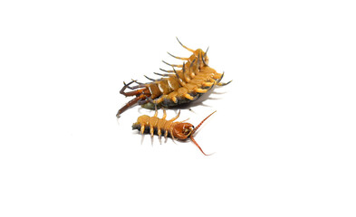 Centipede on a white background