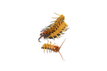 Centipede on a white background