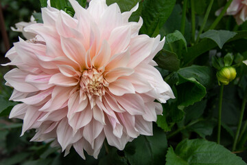 Obraz premium lush garden Dahlia flower close up