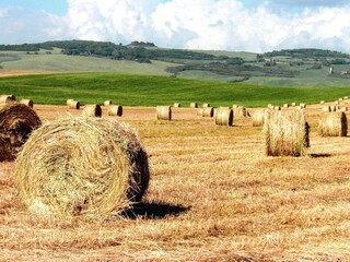 
Italy- Tuscan countryside near Pienza -hayfields