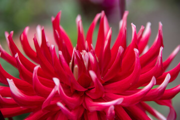 red and yellow dahlia