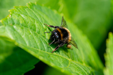 Hummel