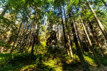 Las drzewa przyroda natura czechy skalne miasto adrspach © Dariusz