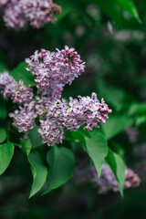 Fototapeta na wymiar Branch of blossoming lilac in a spring garden.