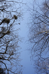 The sky through the birch trees