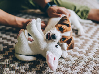 Fototapeta na wymiar Adorable puppy Jack Russell Terrier on the capet playing with toy.