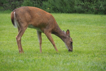 Deer in the grass eating his lunch.