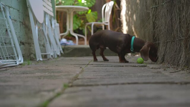Sausage dog (Dachshund) fetching a small tennis ball