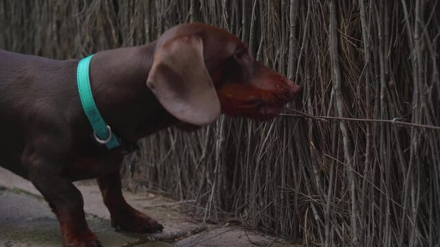 Sauage Dog (Dachshund) chewing a stick fence