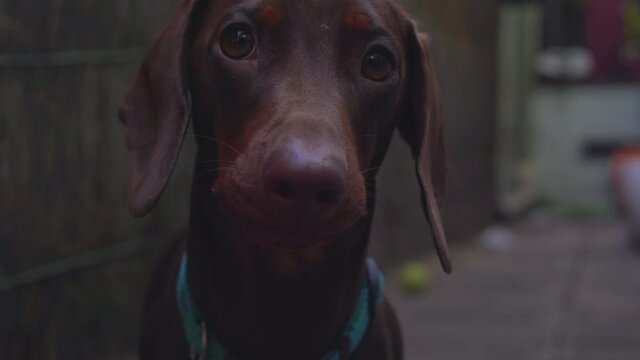 Beautiful close of a sausage dog (dachshund) blinking and looking forward