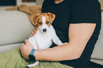 Adorable puppy Jack Russell Terrier in the owner's hands.