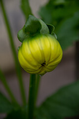 delicate yellow garden Dahlia flower close up