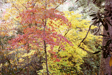 Autumn forest with red and yellow leaves 5