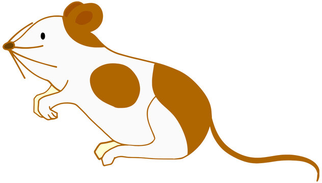 549 BEST ゴールデンハムスター IMAGES, STOCK PHOTOS u0026 VECTORS 