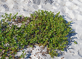 Native plant of the beach, Rio