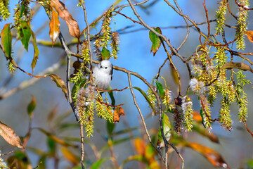	
Schwanzmeise bei der Futtersuche	
