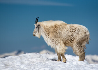 Mountain Goat stands in the snow under a clear blue sky. - 375169342