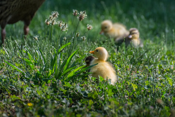 dear running ducks in grass and plants