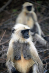 Obraz premium Black Face White Monkey in forest