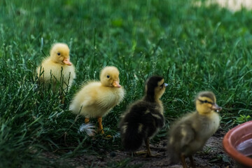 four baby running ducks in a garden