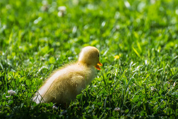 little soft yellow baby running duck in the grass
