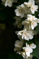 Close up of blooming jasmine bush in the garden. Nature concept. Copy space.