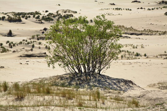 Kosha 이미지 찾아보기 574 스톡 사진, 벡터 및 비디오 Adobe Stock