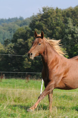 Obraz premium American Quarter Horse na pastwisku