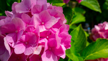 Wonderful splendor of a pink flower 