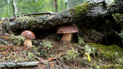 Two boletus edulis in the forest, one of them is hiding under the root of a pine tree, in rain. Delicious, wild edible mushroom.