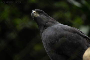 close up of a bird