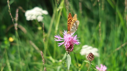 Schmetterling
