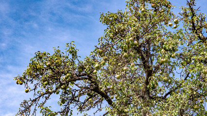Wonderful splendor of a pear tree