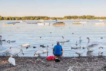 Belgrade, Serbia - August 26, 2020: Man feeding swans, birds on the banks of the Dunuber river, Serbia