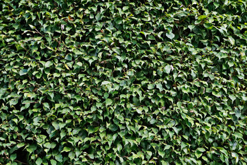 Leaves background, Weeping fig, Ficus benjamina
