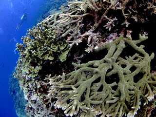 Naklejka na ściany i meble サンゴ 珊瑚