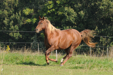 American Quarter Horse auf der Weide