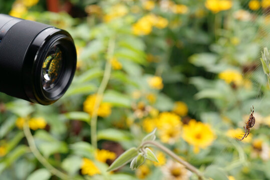 taking macro photography in a garden - spider pictures