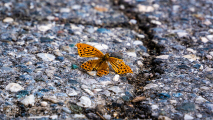 Wonderful splendor of a tiger butterfly