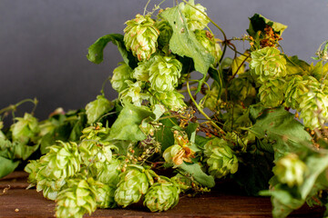 Green fresh hops for making beer