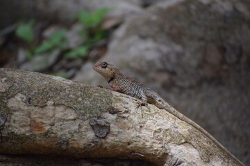 Obraz premium Wild Chameleon Lizard Reptile Wildlife 